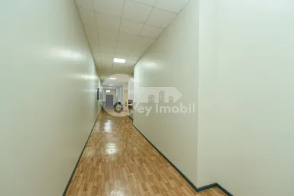 Офис, Ботаника, НИКОЛАЙ ЗЕЛИНСКИЙ