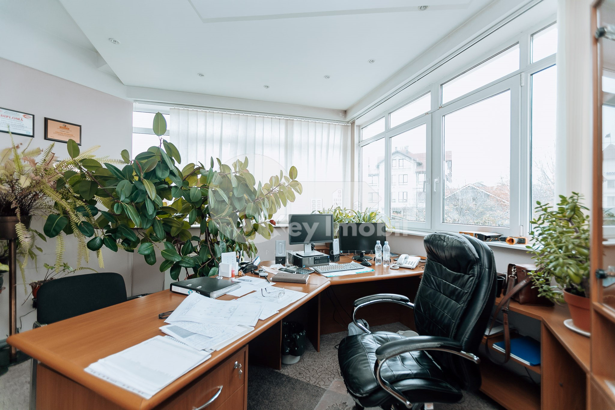 Oficiu, Botanica, BUREBISTA